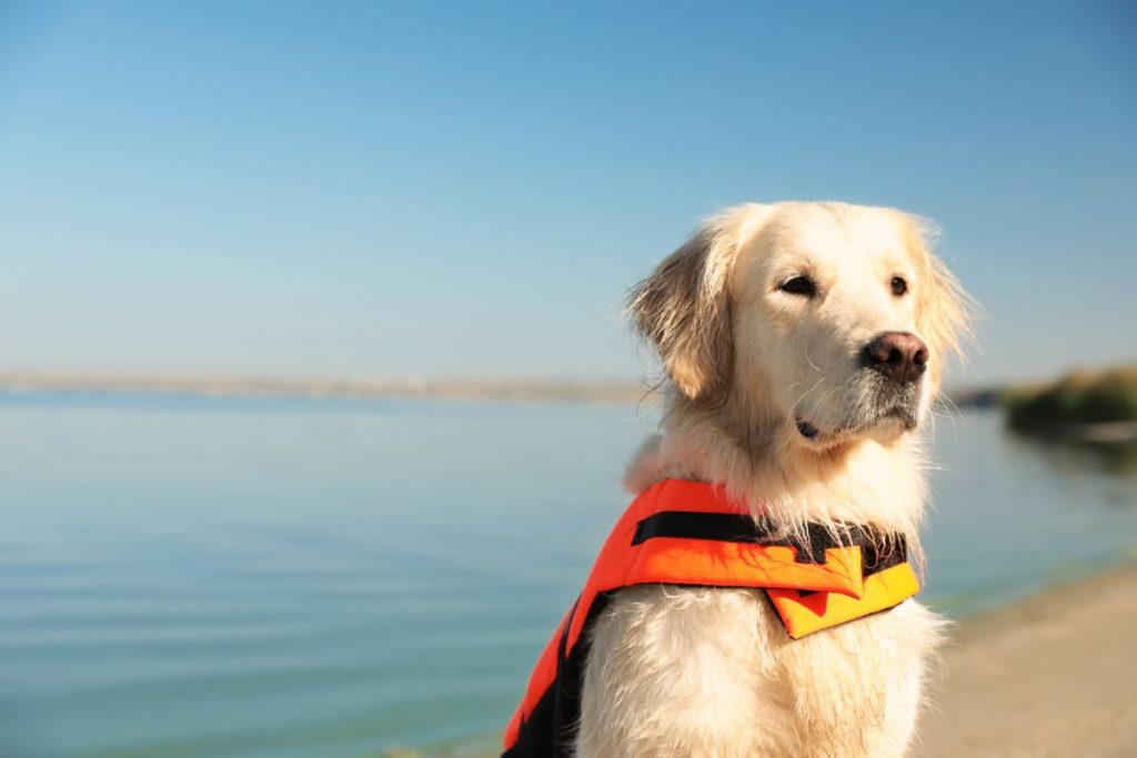 Gilet de sauvetage pour chien : mode d’emploi